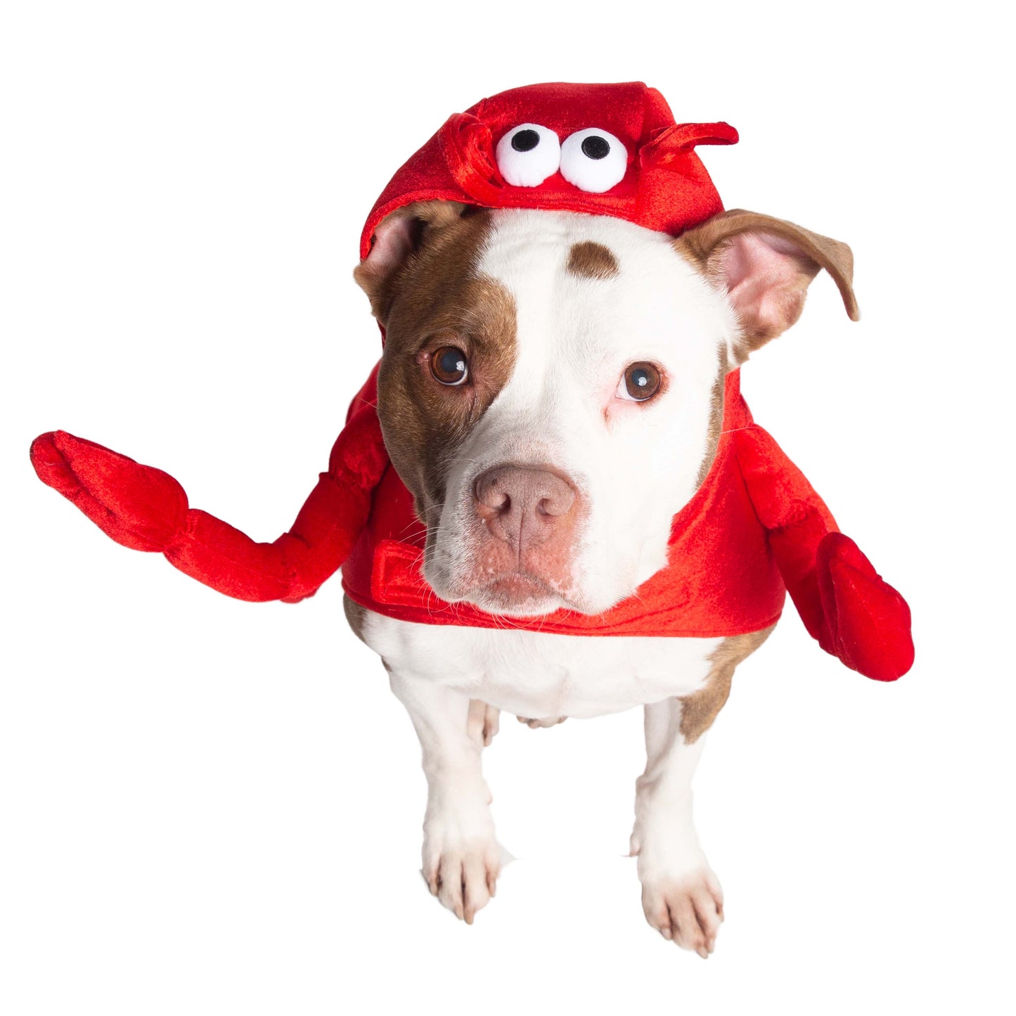 LOBSTER DOG COSTUME