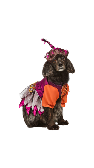 Hocus Pocus Mary Pet Costume