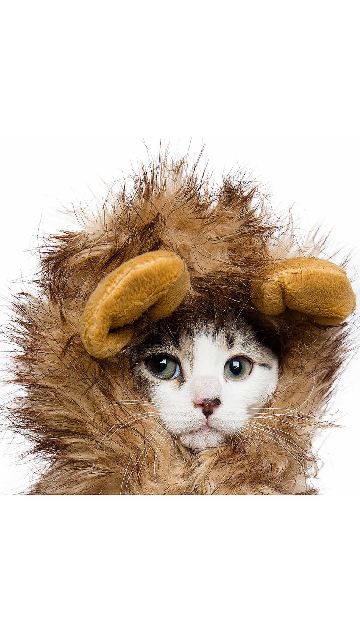 Lion Mane Cat or Small Dog Costume - SoulofHalloween