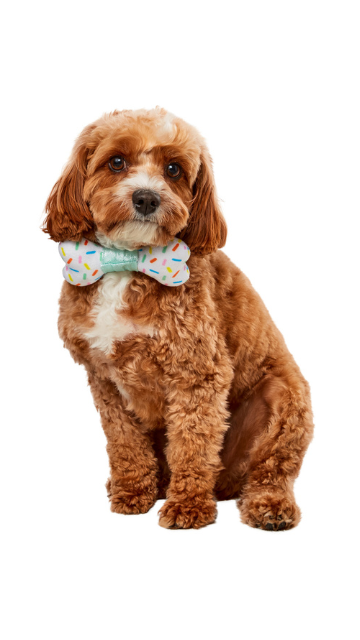 Party Collar Bow-ne Pet Birthday Costume - SoulofHalloween