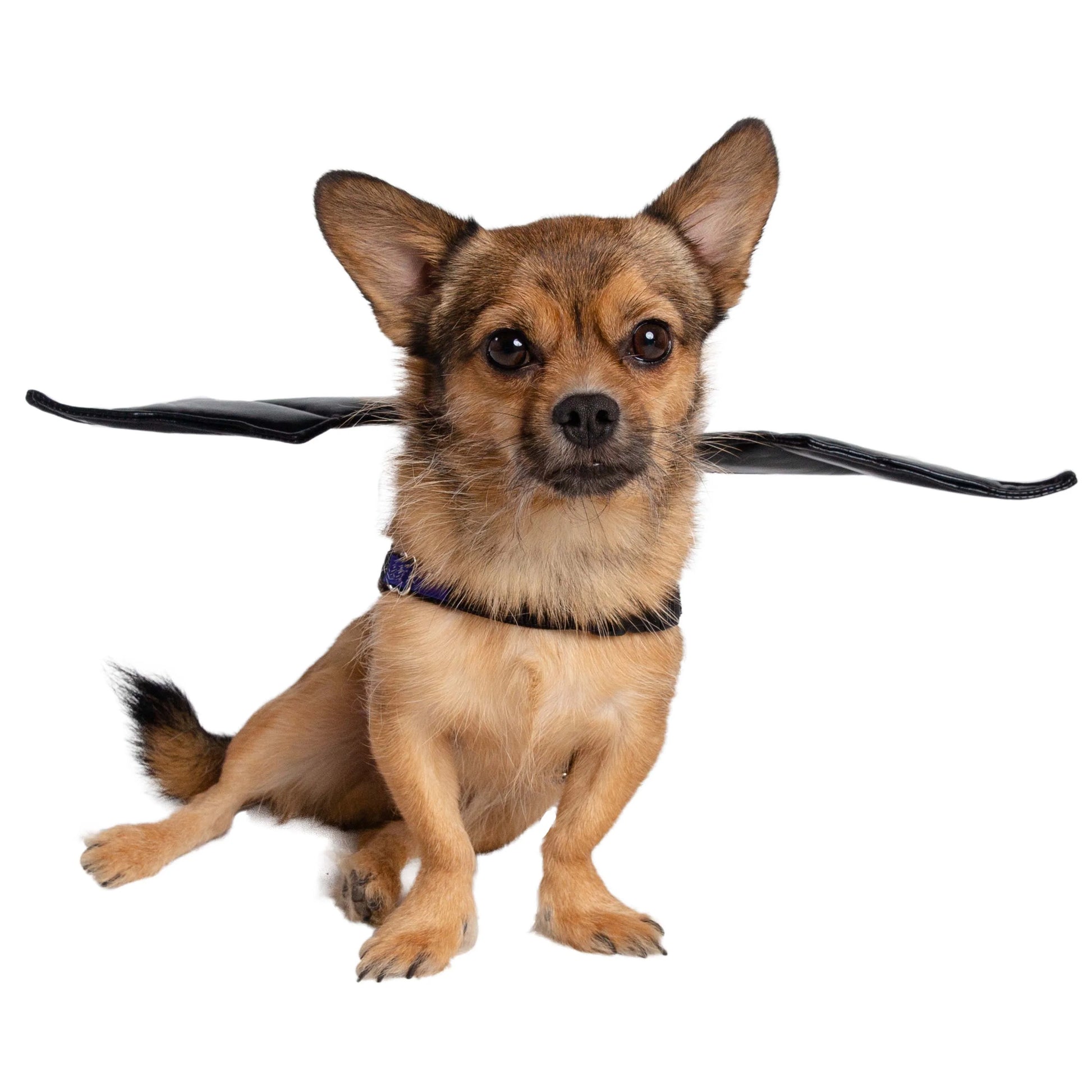 Bat Wings Harness Attachment for Dogs