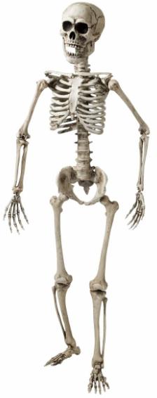 Lifesize Posable Skeleton Decor