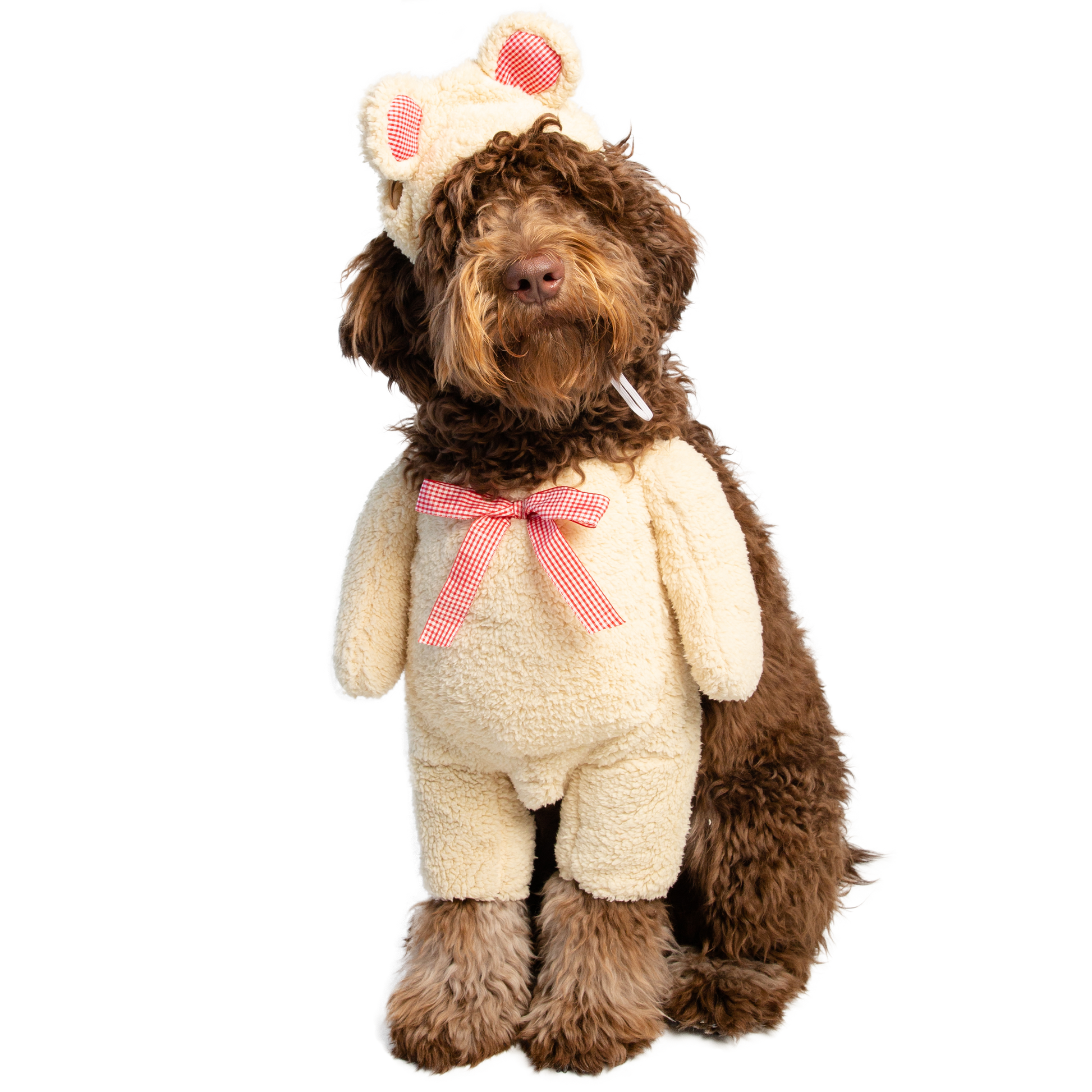 Walking Teddy Bear Dog Outfit