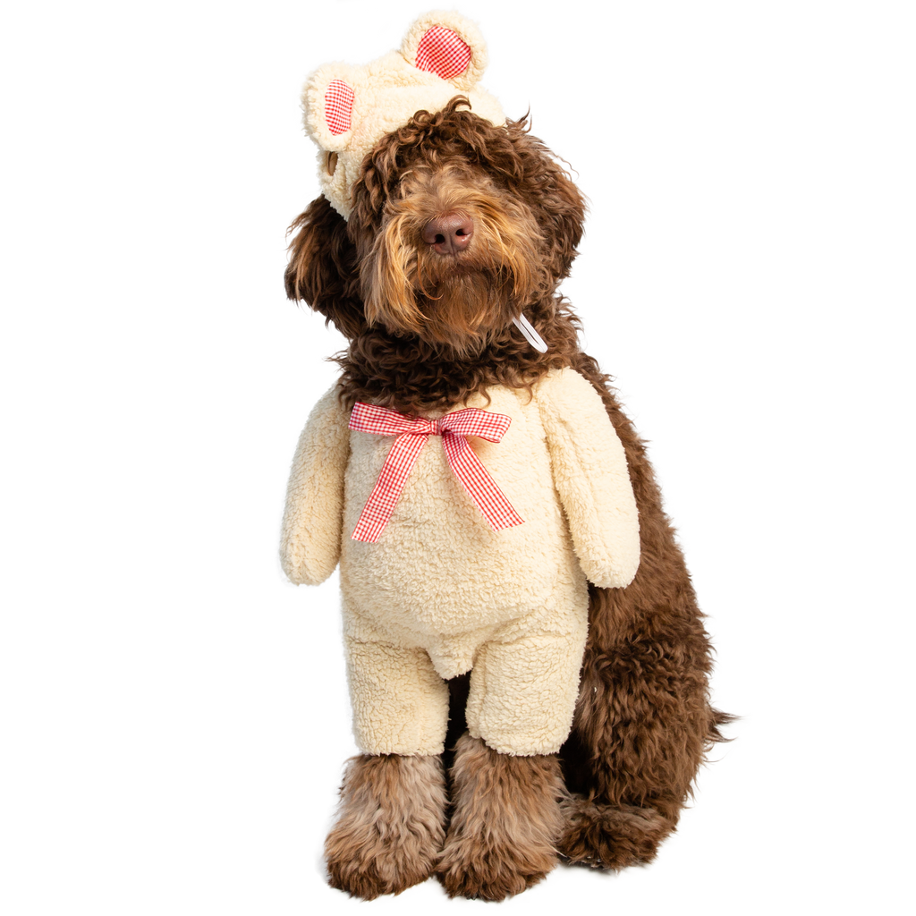 Walking Teddy Bear Dog Outfit