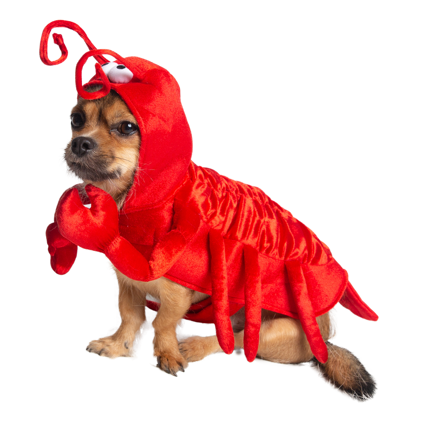 LOBSTER DOG COSTUME