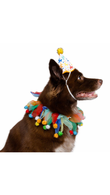 Birthday Celebration Hat & Collar For Dogs - SoulofHalloween