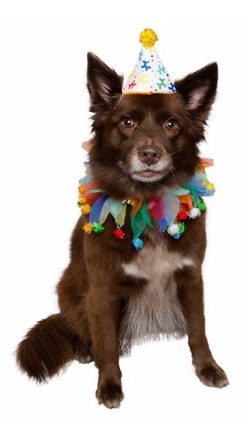 Birthday Celebration Hat & Collar For Dogs - SoulofHalloween