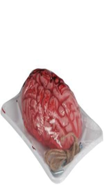 Bloody Brain In Butcher Tray - SoulofHalloween
