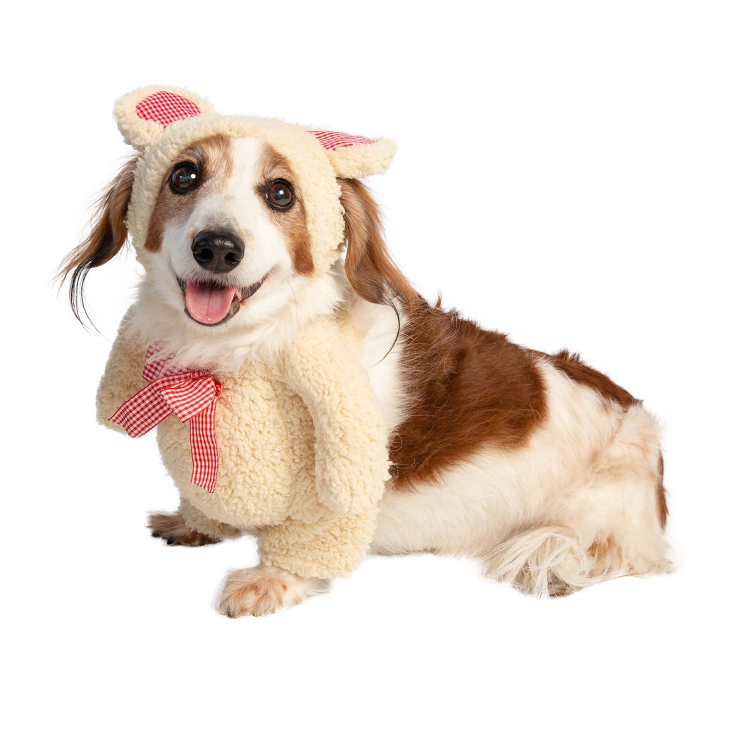 Walking Teddy Bear Dog Outfit