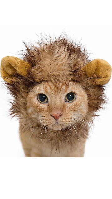 Lion Mane Cat or Small Dog Costume - SoulofHalloween