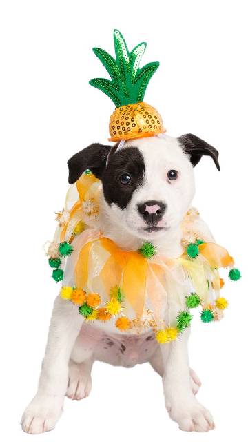 Pineapple Hat And Collar Dog Costume - SoulofHalloween