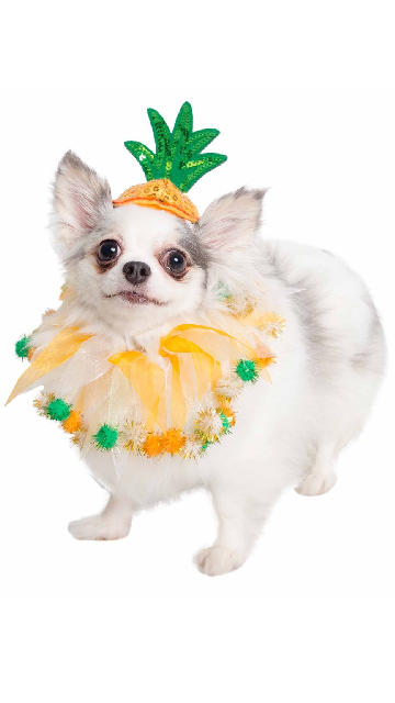 Pineapple Hat And Collar Dog Costume - SoulofHalloween