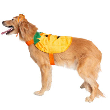 Pumpkin pet costume