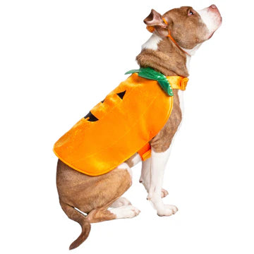 Pumpkin pet costume