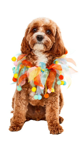 Pom Party Collar for Pets - SoulofHalloween