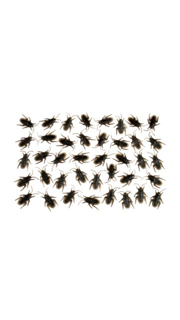Creepy Creatures Decoration Set