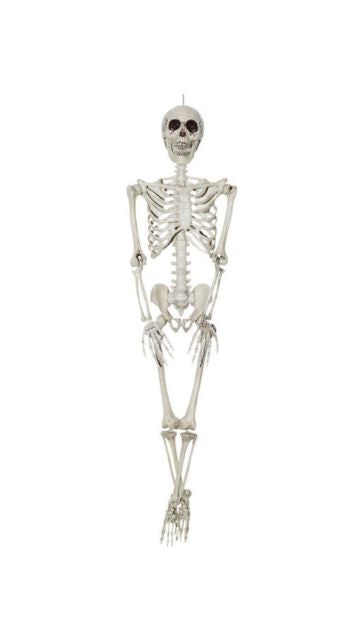 36 inch Skeleton