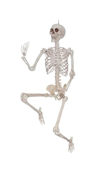 Life-Size Posable Skeleton