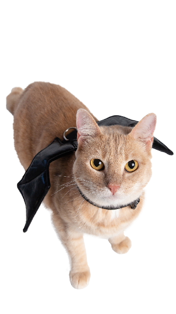 Bat Harness Costume For Cats - SoulofHalloween