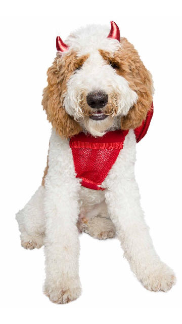 Devil Dog Costume Set - SoulofHalloween