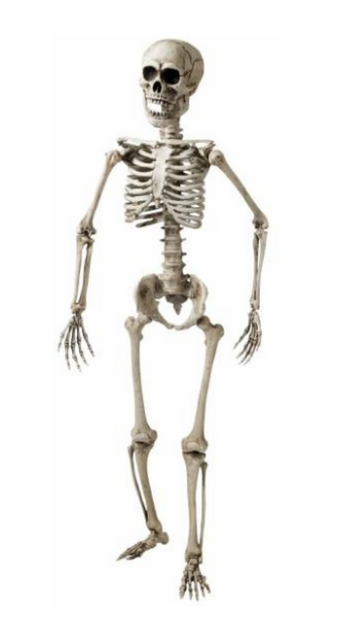 Lifesize Posable Skeleton Decor
