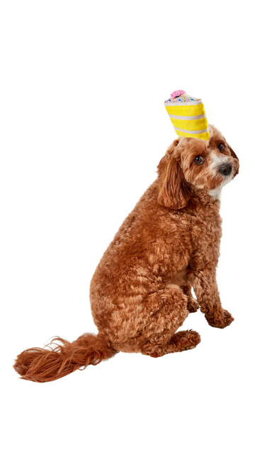 Birthday Cake Slice Hat Pet Costume - SoulofHalloween