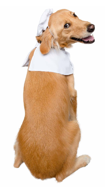 Top Chef Uniform Dog Costume - SoulofHalloween