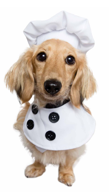 Top Chef Uniform Dog Costume - SoulofHalloween