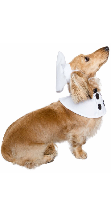 Top Chef Uniform Dog Costume - SoulofHalloween