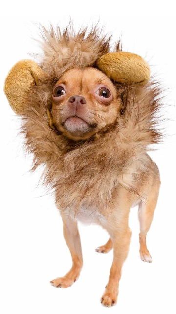 Lion Mane Dog Costume - SoulofHalloween