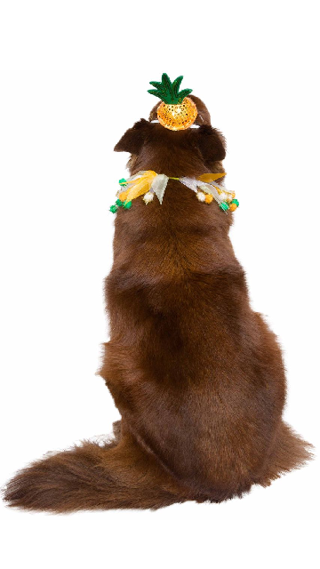 Pineapple Hat And Collar Dog Costume - SoulofHalloween