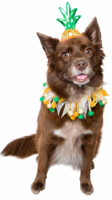 Pineapple Hat And Collar Dog Costume - SoulofHalloween