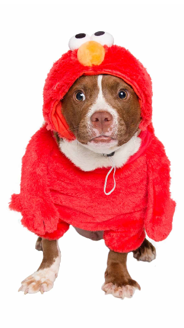 Sesame Street Elmo Dog Costume - SoulofHalloween