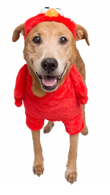 Sesame Street Elmo Dog Costume - SoulofHalloween