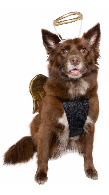 Angel Dog Costume - SoulofHalloween