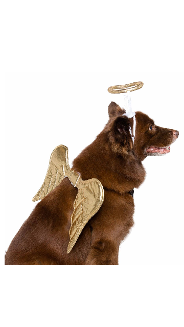 Angel Dog Costume - SoulofHalloween