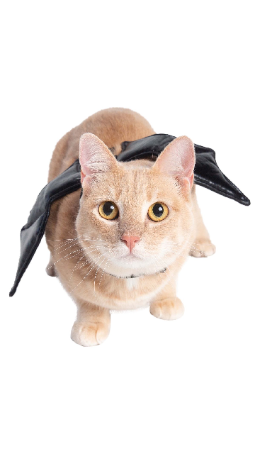 Bat Harness Costume For Cats - SoulofHalloween