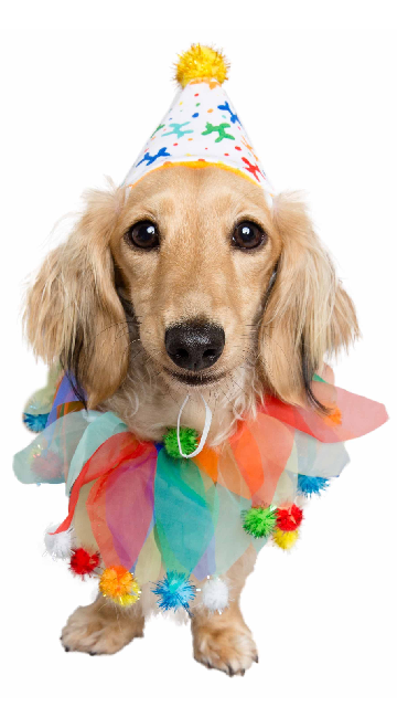 Birthday Celebration Hat & Collar For Dogs - SoulofHalloween