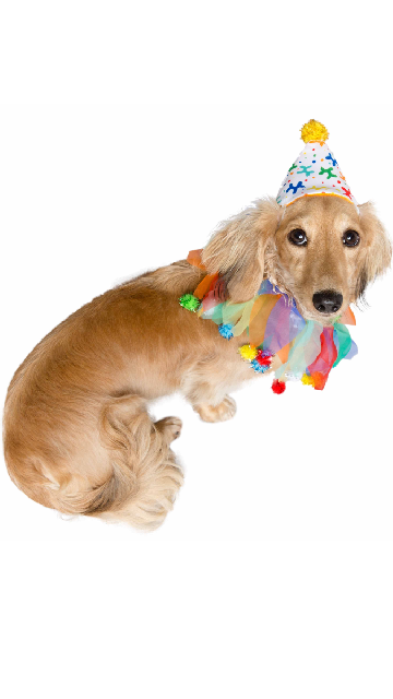 Birthday Celebration Hat & Collar For Dogs - SoulofHalloween