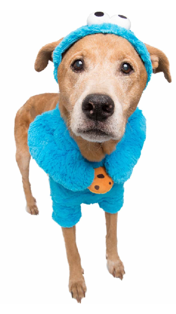 Sesame Street Cookie Monster Dog Costume - SoulofHalloween