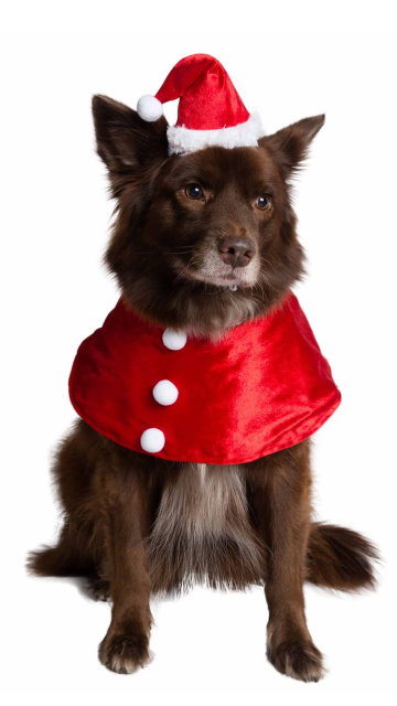 Santa Dog Costume - SoulofHalloween
