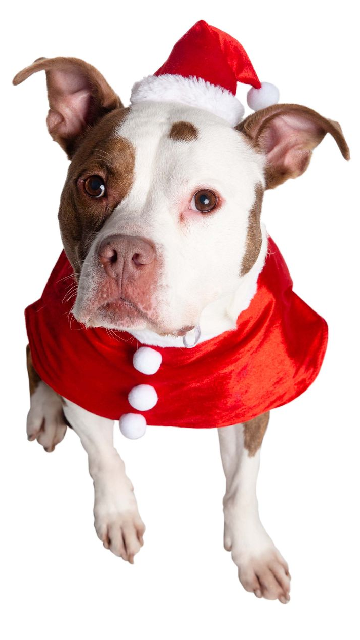 Santa Dog Costume - SoulofHalloween